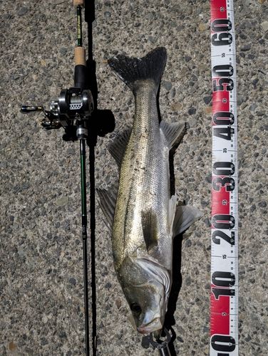 マルスズキの釣果