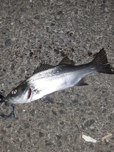 セイゴ（ヒラスズキ）の釣果