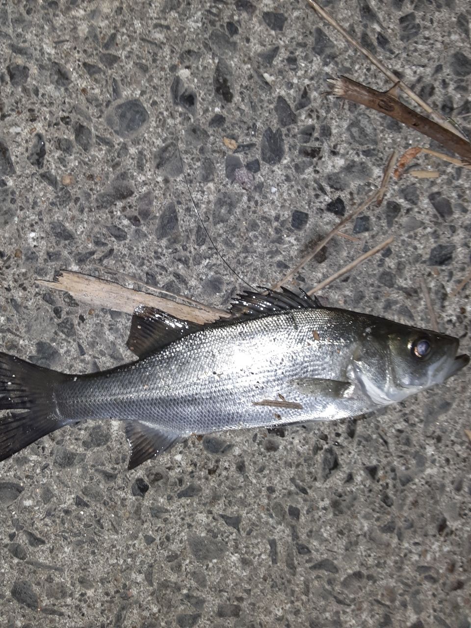 セイゴ（ヒラスズキ）