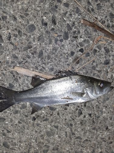 セイゴ（ヒラスズキ）の釣果
