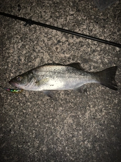 セイゴ(ヒラスズキ)の釣果