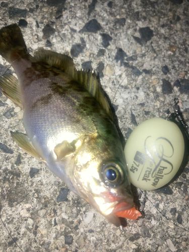 メバルの釣果
