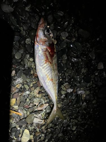 アジ