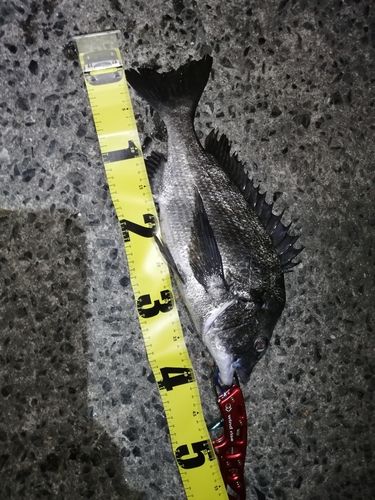 チヌの釣果