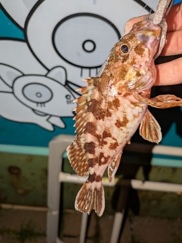 アラカブの釣果