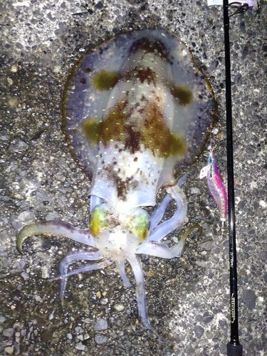 アオリイカの釣果
