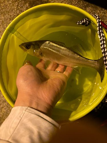 セイゴ（マルスズキ）の釣果