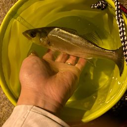 セイゴ（マルスズキ）