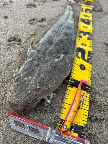 マゴチの釣果