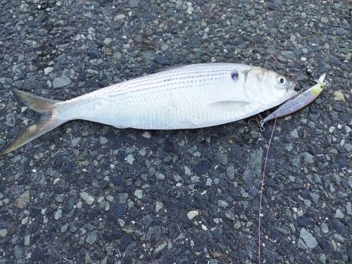 コノシロの釣果