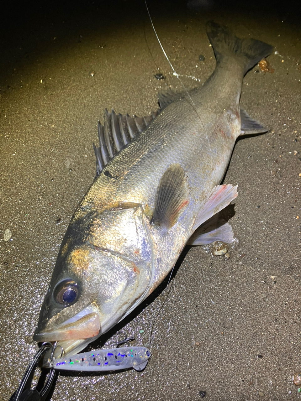 DAIWA 21モアザン ブランジーノ EX AGS 97ML/Mの最安値 DAIWA 21モアザン ブランジーノ EX AGS 97ML/Mの最安値