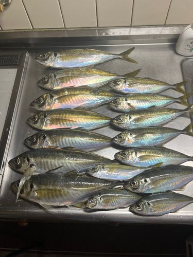 アジの釣果