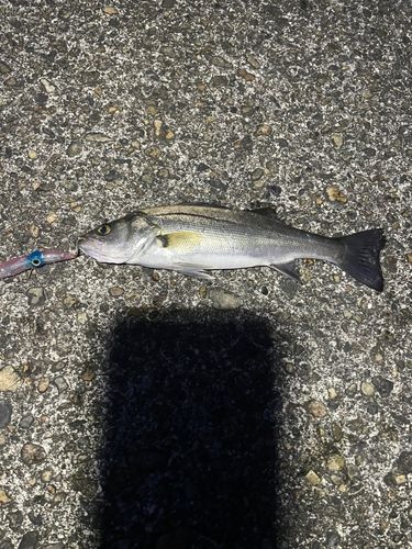 セイゴ（マルスズキ）の釣果
