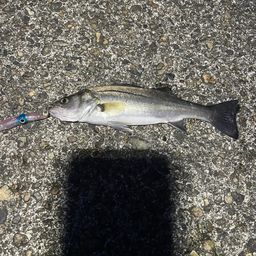 セイゴ（マルスズキ）