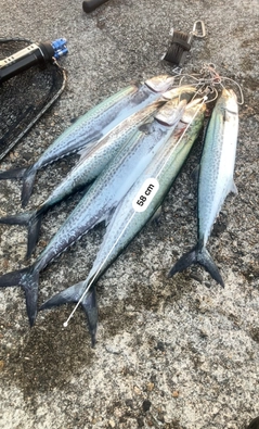 サゴシの釣果