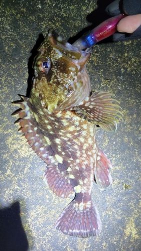 カサゴの釣果