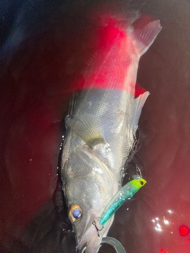 セイゴ（マルスズキ）の釣果