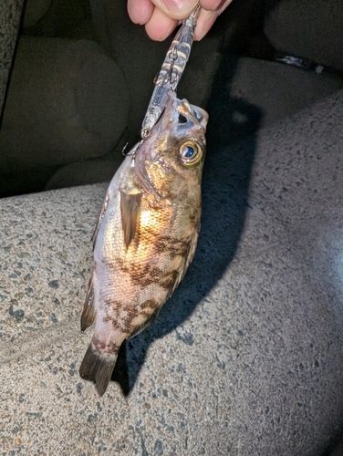 メバルの釣果