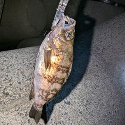 メバル