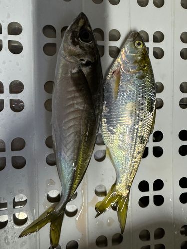 アジの釣果
