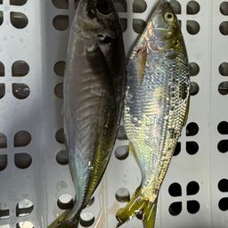 アジ