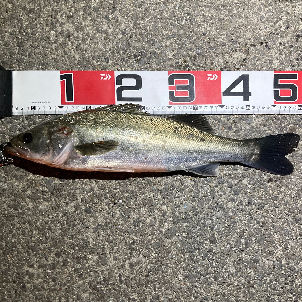 マダカ（マルスズキ）