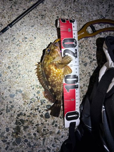 カサゴの釣果