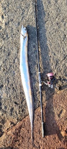 タチウオの釣果