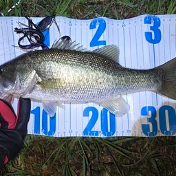 ラージマウスバス