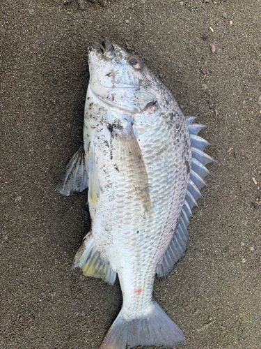 キビレの釣果