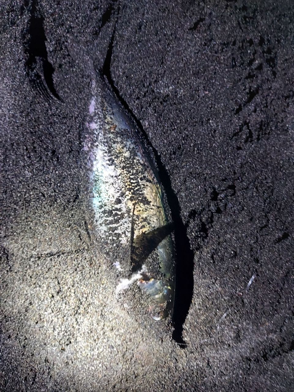 アジ