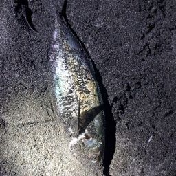 アジ