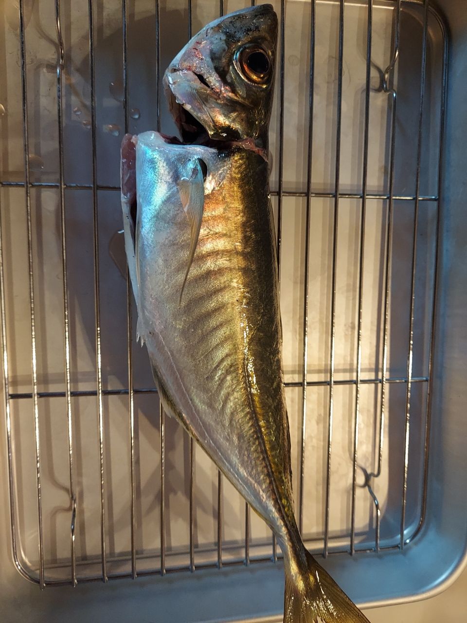 アジ