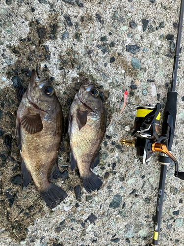 メバルの釣果