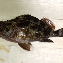カサゴ