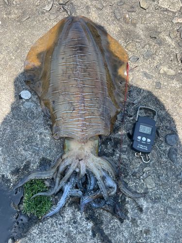 アオリイカの釣果