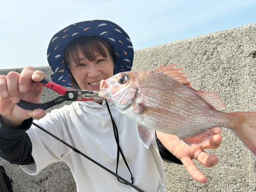 マダイの釣果
