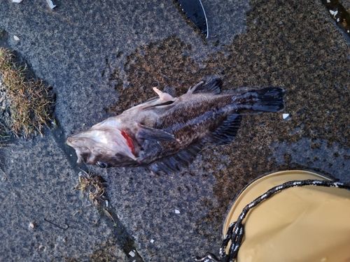 クロソイの釣果