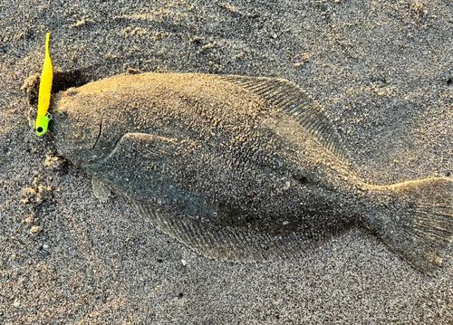 ヒラメの釣果