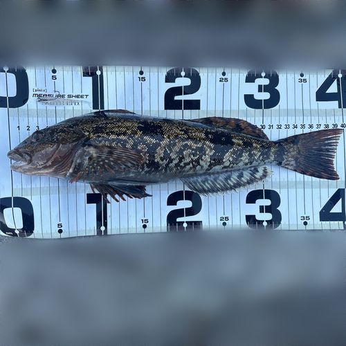 アイナメの釣果