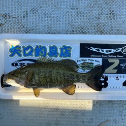 スモールマウスバス