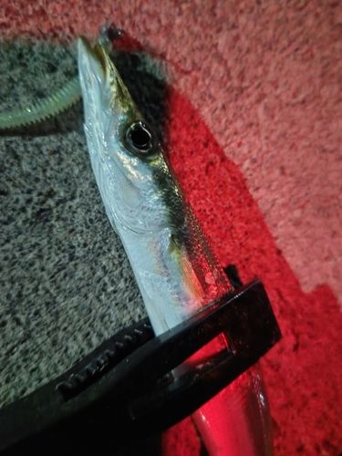 カマスの釣果