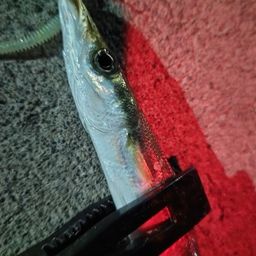 カマス