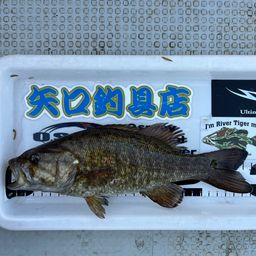 スモールマウスバス