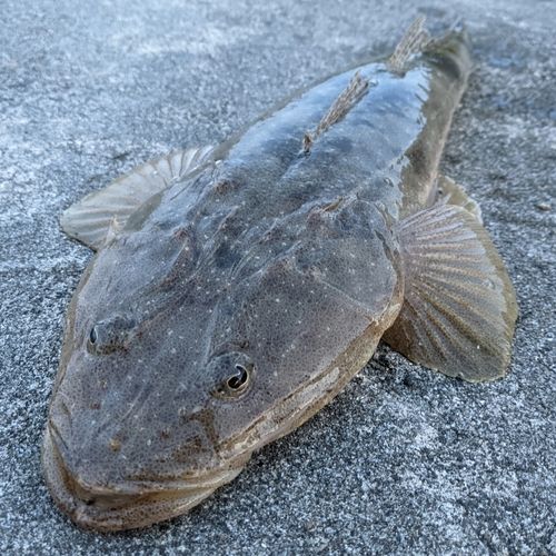 マゴチの釣果