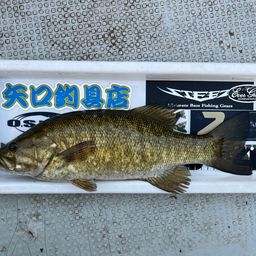 スモールマウスバス