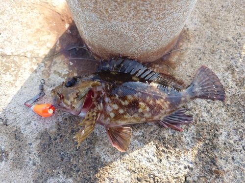 カサゴの釣果
