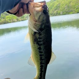 ブラックバス