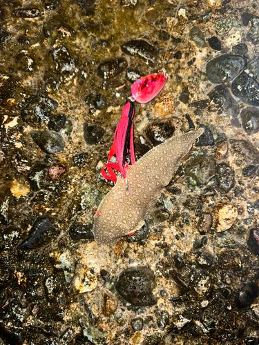 シタビラメの釣果