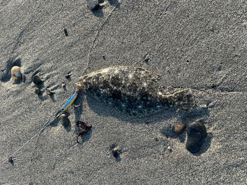 ソゲの釣果